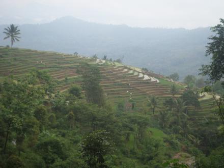 website desa jombok songgo langit